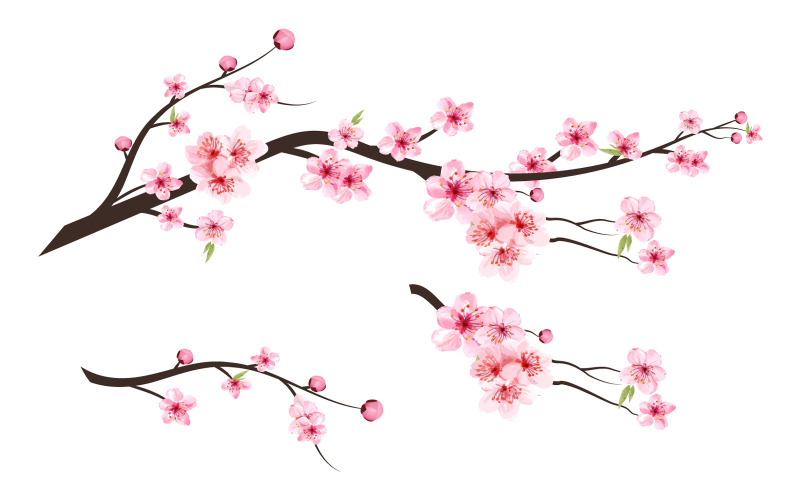 Cherry Blossom Акварель Розовый Цветок