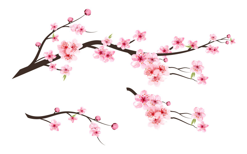 Cherry Blossom akvarell rosa blomma