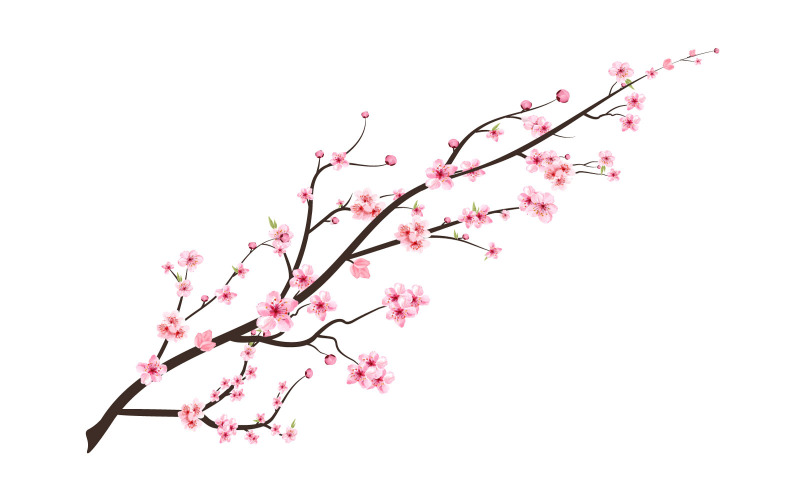 Cherry Blossom Kvetoucí Sakura Flower Vector