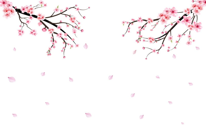 Sakura Branch with Pink Blossom Falling on Background