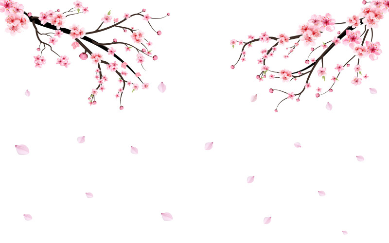 Sakura gren med rosa blomma som faller på bakgrund