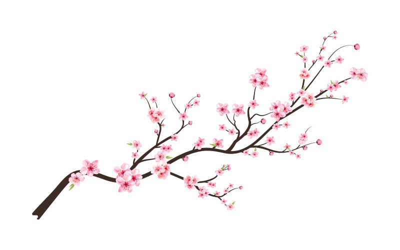 樱花花与水彩樱桃芽
