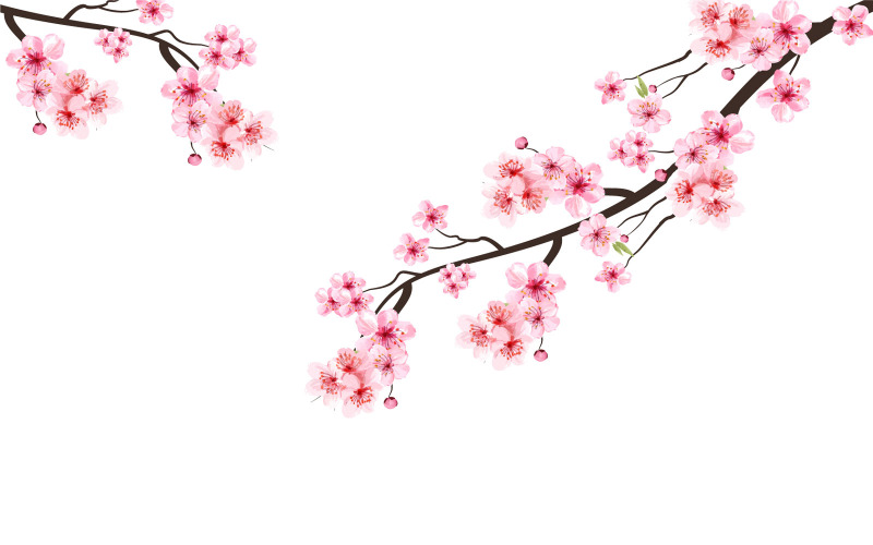 Fleur de cerisier aquarelle