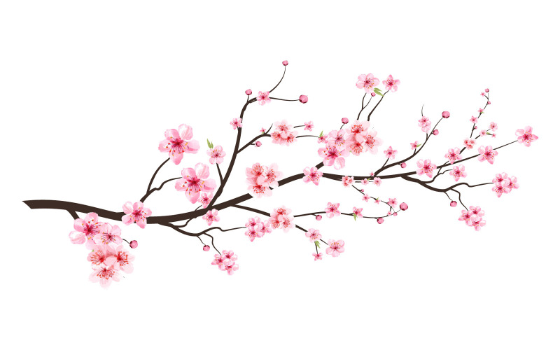 Fleur de cerisier réaliste avec aquarelle