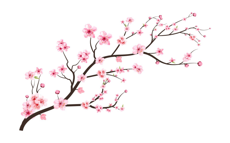 Flor de cerejeira com broto de Sakura espalhando