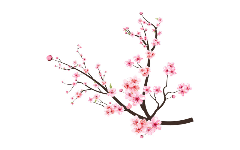 Kersenbloesemtak met roze bloemen