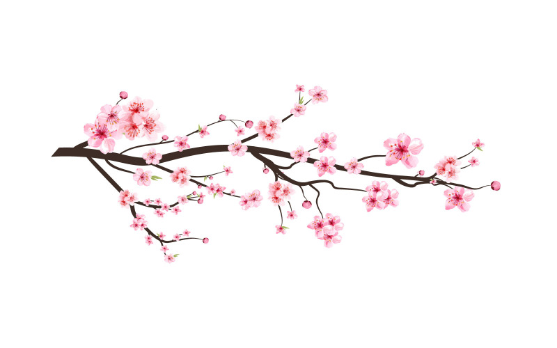 樱花与粉红色的樱花花蕾矢量图像