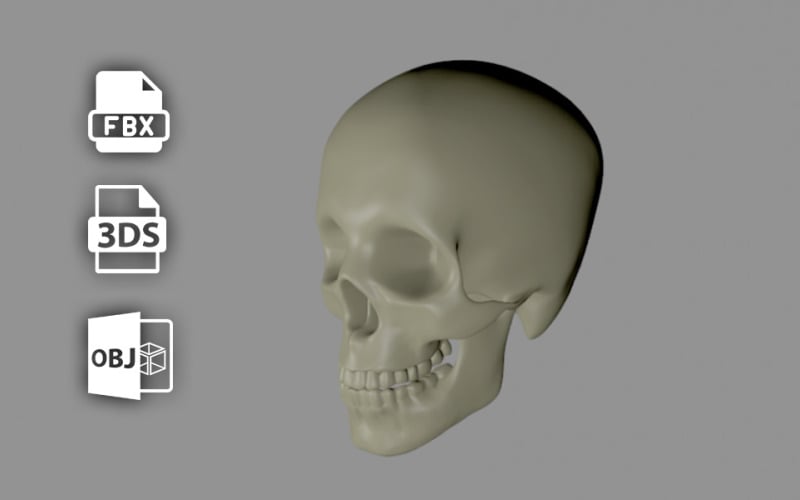 Cráneo humano 3D - Low Poly modelo 3d