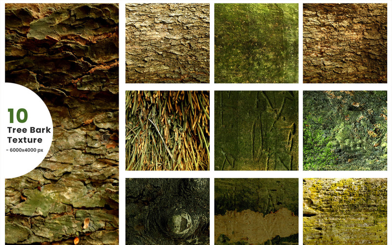 Baum-Tapeten-Textur-Hintergrundkonzept und Palmenstamm-Textur. Grunge-Textur