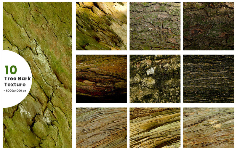 Fond de texture de brak de bois et texture de tronc de palmier. Texture grunge arbre