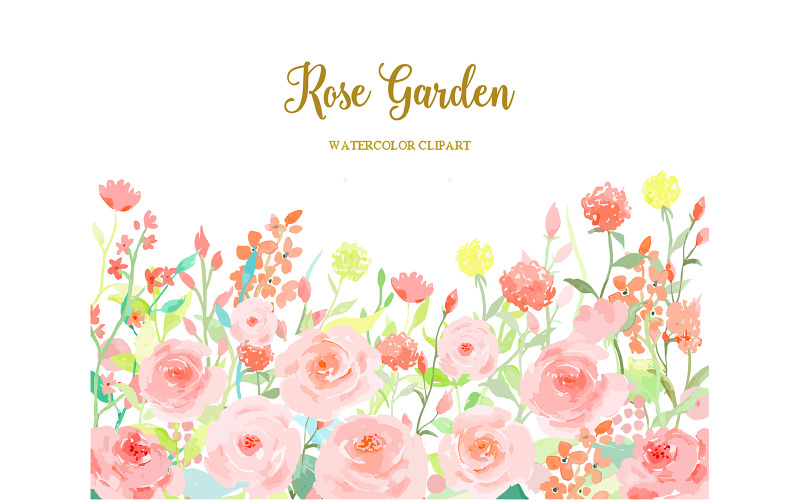 aquarelle, fleur, collection, rose jardin, illustration