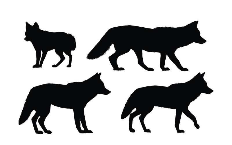 Coyote állandó sziluettje készlet vektor