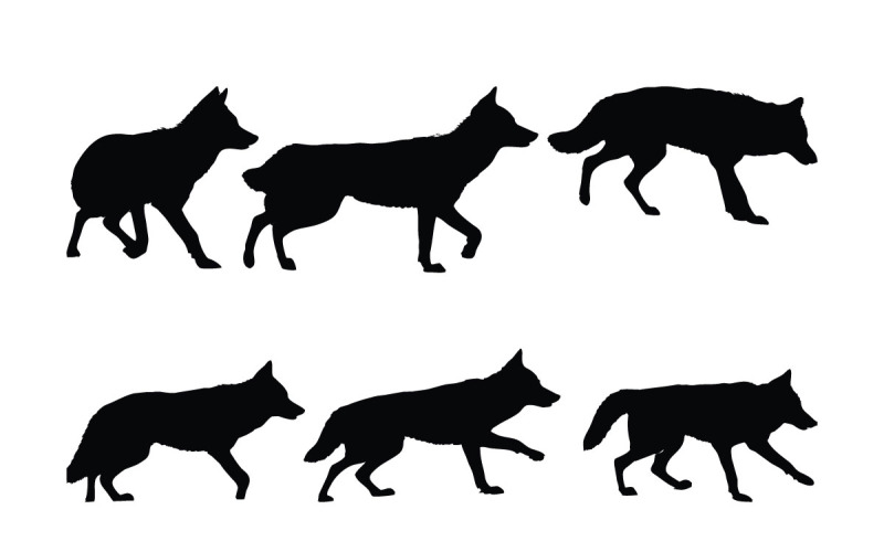 Coyote wolf walking siluett bunt