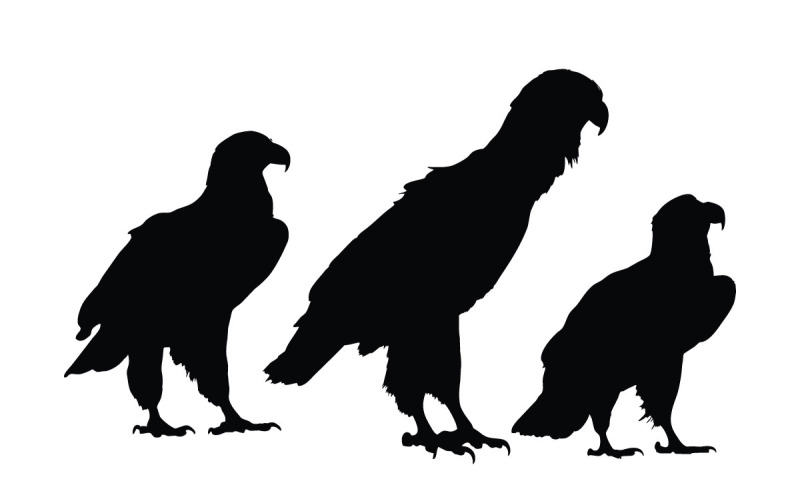 Eagle ülő sziluett kollekció