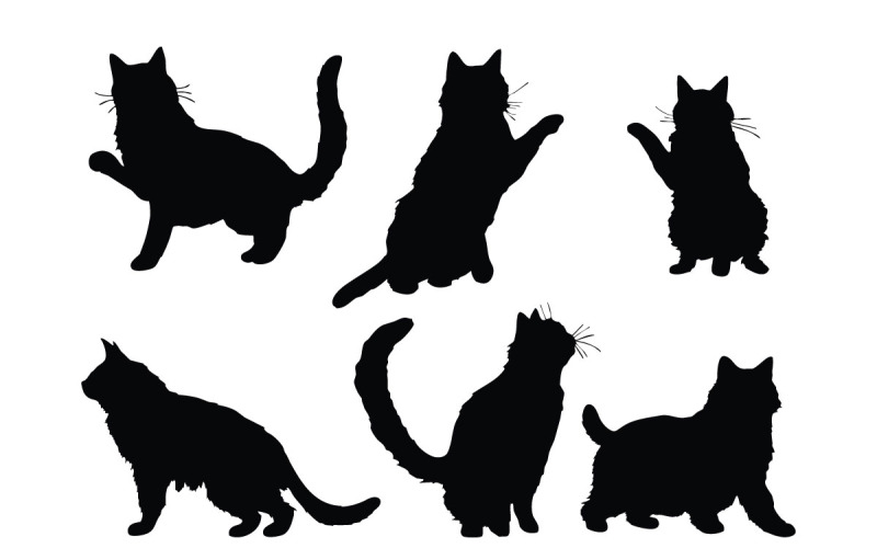 Farklı pozisyonlarda duran kedi