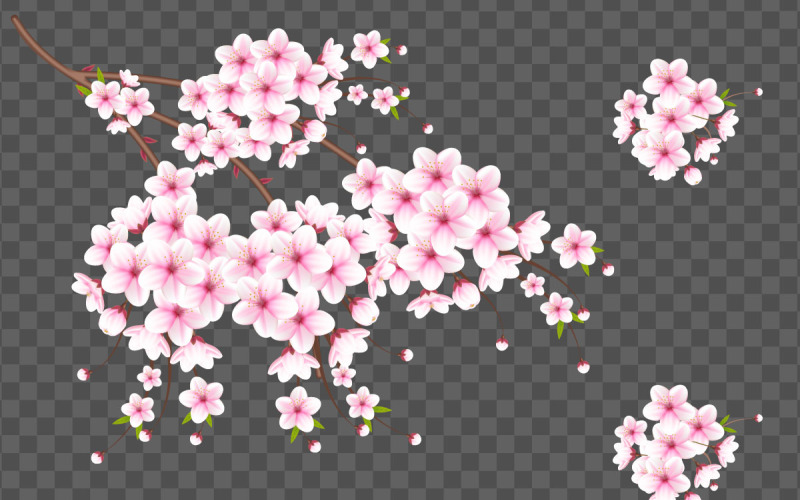 Fleur de cerisier Vectorr et fleur de fleur de cerisier en fleurs