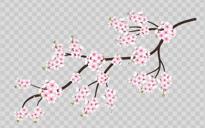 Körsbärsblommor, körsbärsblommor som blommar och vektor. rosa sakura blomma