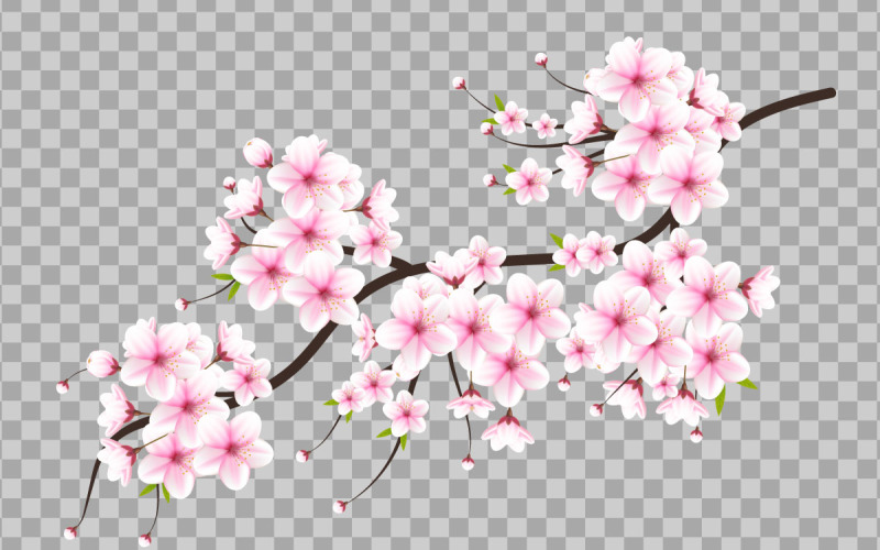 Vecteur de fleur de cerisier. fleur de cerisier en fleurs vecteur. fleur de sakura rose