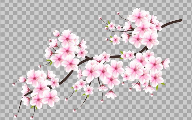 Vecteur de fleur de cerisier. fleur de cerisier en fleurs vecteur. fleur de sakura rose