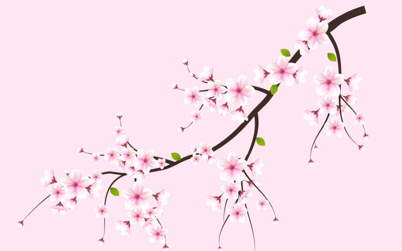 Vector aquarela vetor de flor de cerejeira. vetor de florescência da flor da flor de cerejeira. flores de sakura rosa