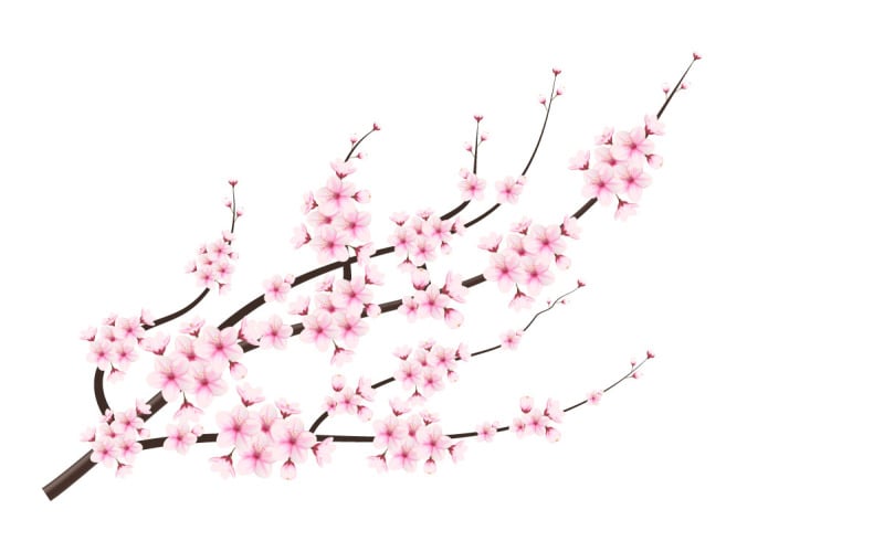 Fleurs de cerisier en pleine floraison sur un motif de fleur de sakura rose