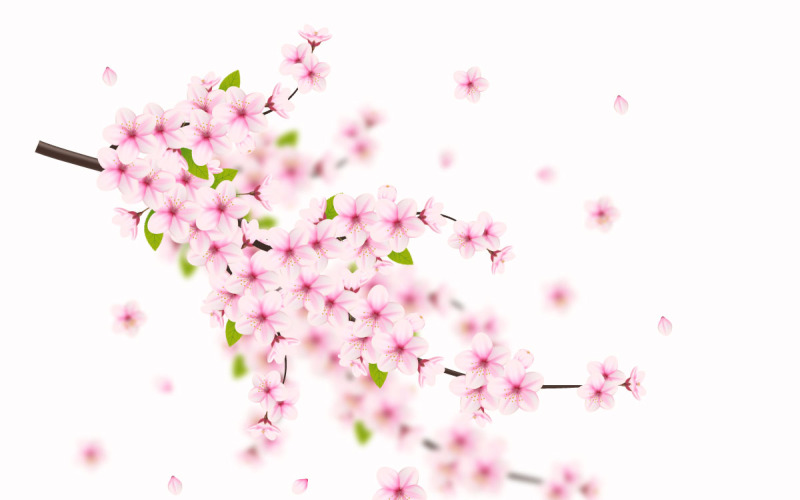 Vektor blommig med körsbärsblommor i full blom på en rosa sakura blomma design