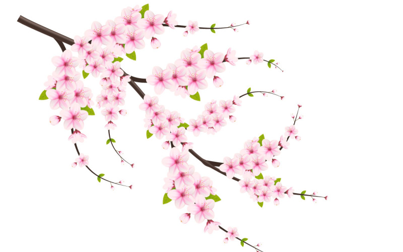 Vektorblumen mit Kirschblüten in voller Blüte auf einer rosa Sakura-Blume