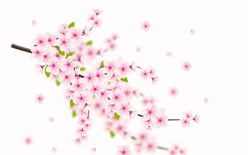 Векторные цветочные с цветущей вишней в полном расцвете на розовом цветочном дизайне сакуры