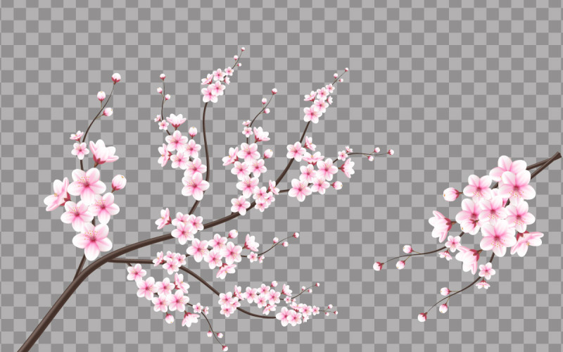 Cherry blossoms in full bloom on a pink sakura flowers design
