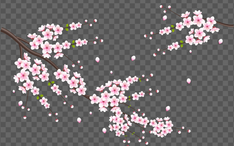 Fiori di ciliegio vettoriali in piena fioritura su un disegno di fiori rosa sakura