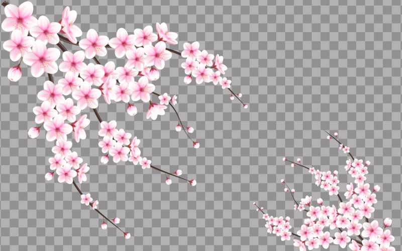 flor de cerezo vectorial en plena floración en una flor rosa de sakura