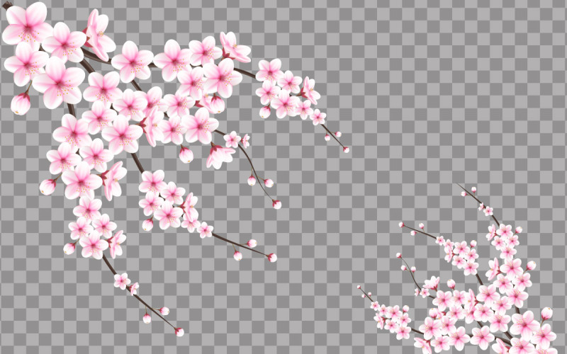 Vektorkirschblüte in voller Blüte auf einer rosa Sakura-Blume