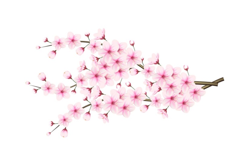 Cherry blossom branch with sakura flower cherry blossom sakura flowers ...