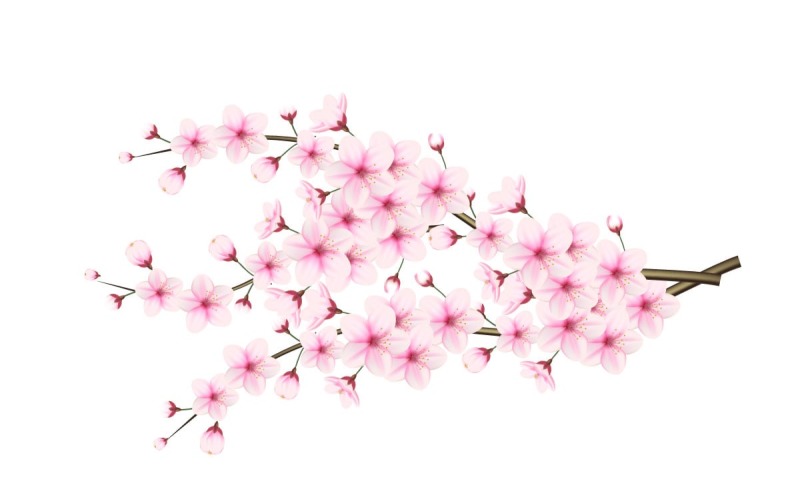 Kirschblütenzweig mit Sakura-Blüte Kirschblüten-Sakura-Blüten mit fallendem Blütenblatt