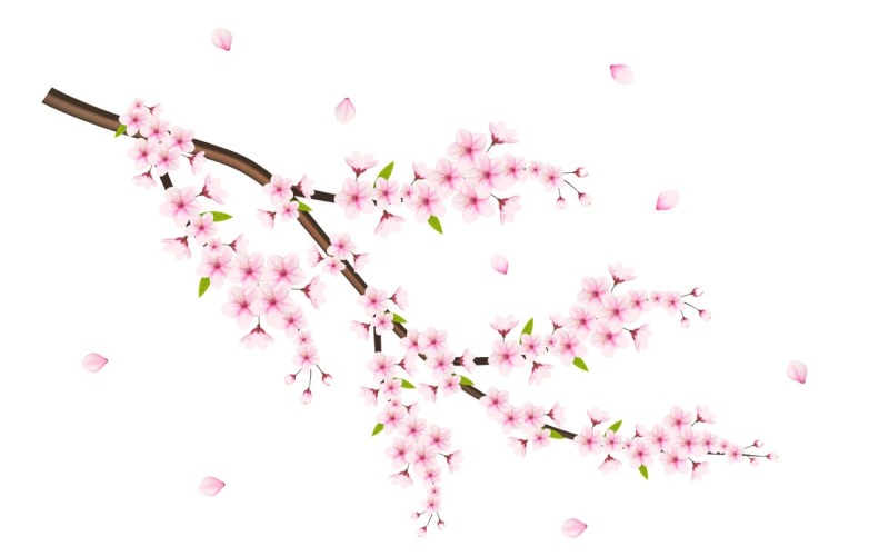 Vektor Körsbärsblommor med sakura blomma körsbärsblommor sakura blommor med fallande kronblad