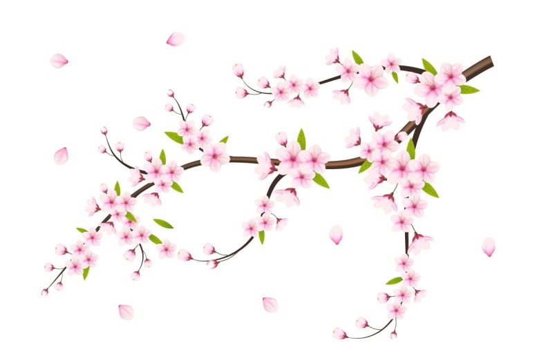 Ветви вишни с цветком сакуры Цветок вишни в цвету сакуры с падающей лепесткой