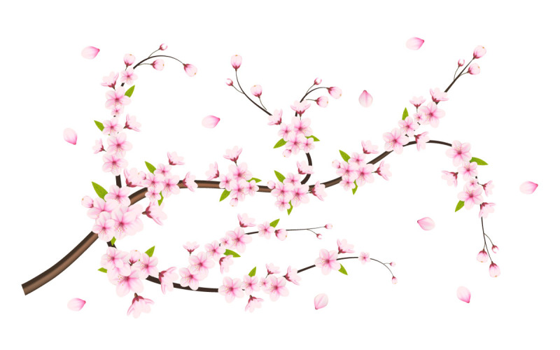 Wektor Wiśniowy kwiat gałąź z Sakura kwiat Wiśniowy kwiat Sakura kwiat z opadającymi płatkami