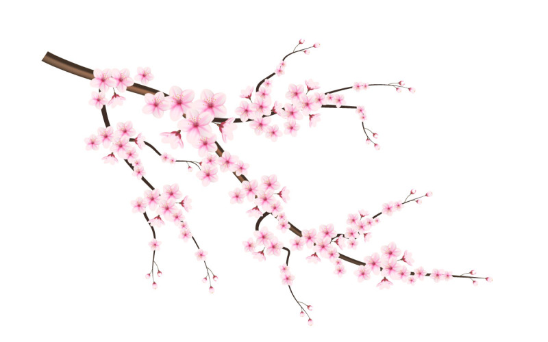 Blommande körsbärsblommor och kronblad illustration, körsbärsblomningsvektor