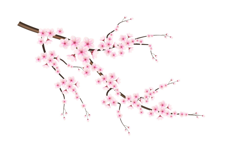 Illustration de fleurs et pétales de cerisier en fleurs, vecteur de fleur de cerisier