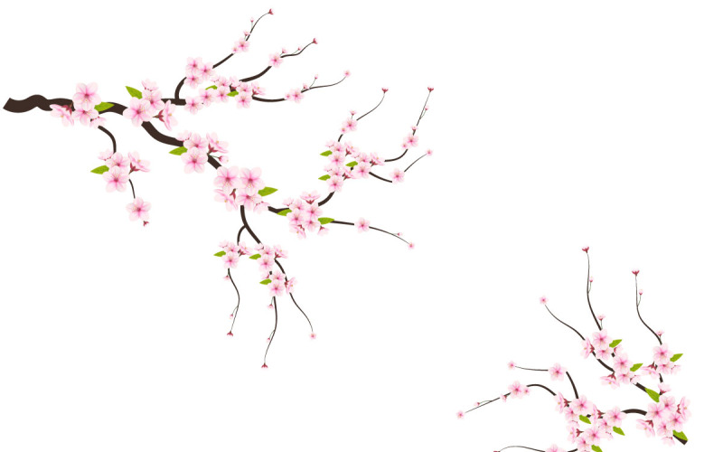 Reális virágzó cseresznye virágok és szirmok illusztráció, cseresznyevirág vektor. rózsaszín sakura virág