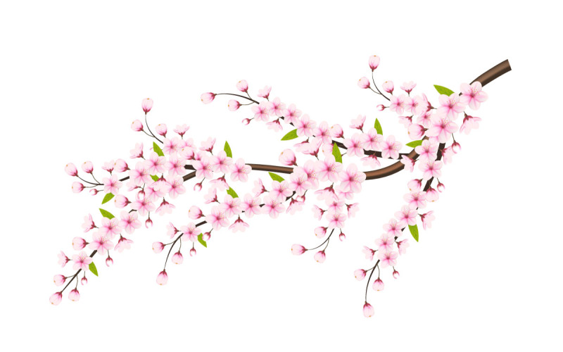 cherry blossom sakura gren isolerad på vit bakgrund. vektor illustration