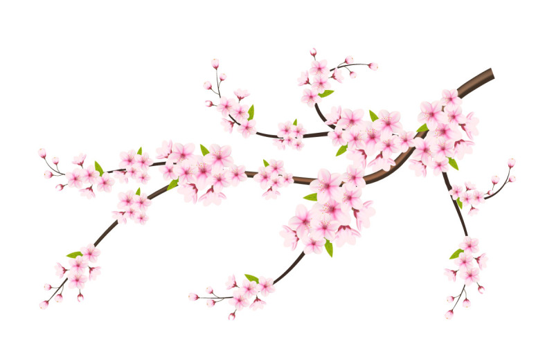 cseresznyevirág sakura ág elszigetelt fehér background. vektoros tervezés