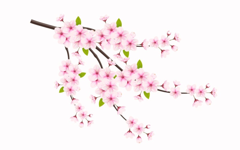 ramo de cerejeira sakura isolado no fundo branco