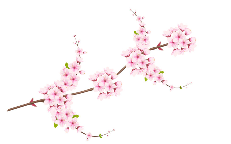 Kersenbloesem tak met sakura bloem. kersenbloesem vector. kersenknop