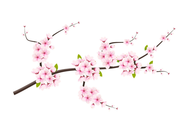 Kirschblütenzweig mit Sakura-Blume. Kirschvektor. Kirschknospe. Rosa Sakura-Blume