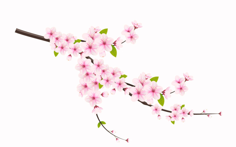 Körsbärsblom och sakura blomma. körsbärsblom vektor. körsbärsknopp. Rosa sakura blomma