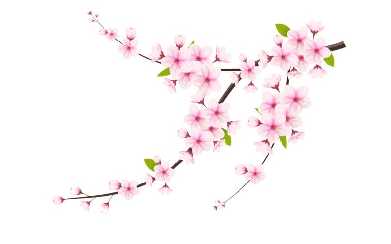 Rama de flor de cerezo con flor de sakura. vector de flor de cerezo. capullo de cereza flor de sakura