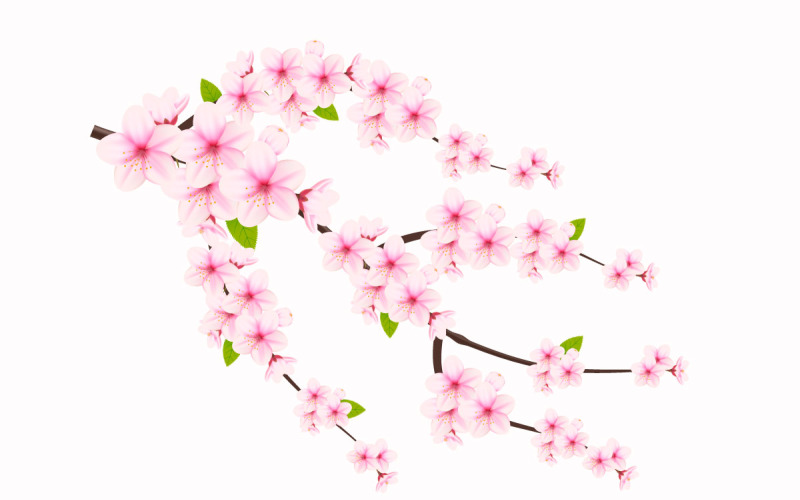 Rama de flor de cerezo con flor de sakura. vector de flor de cerezo. capullo de cereza sakura rosa