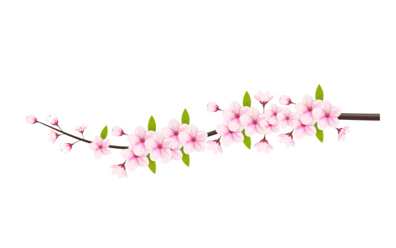 Ramo de flor de cerejeira com flor de sakura. vetor de flor de cerejeira. botões de cereja. flor de sakura
