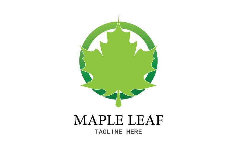 Leaf Mapple vektor logotyp ikon v46